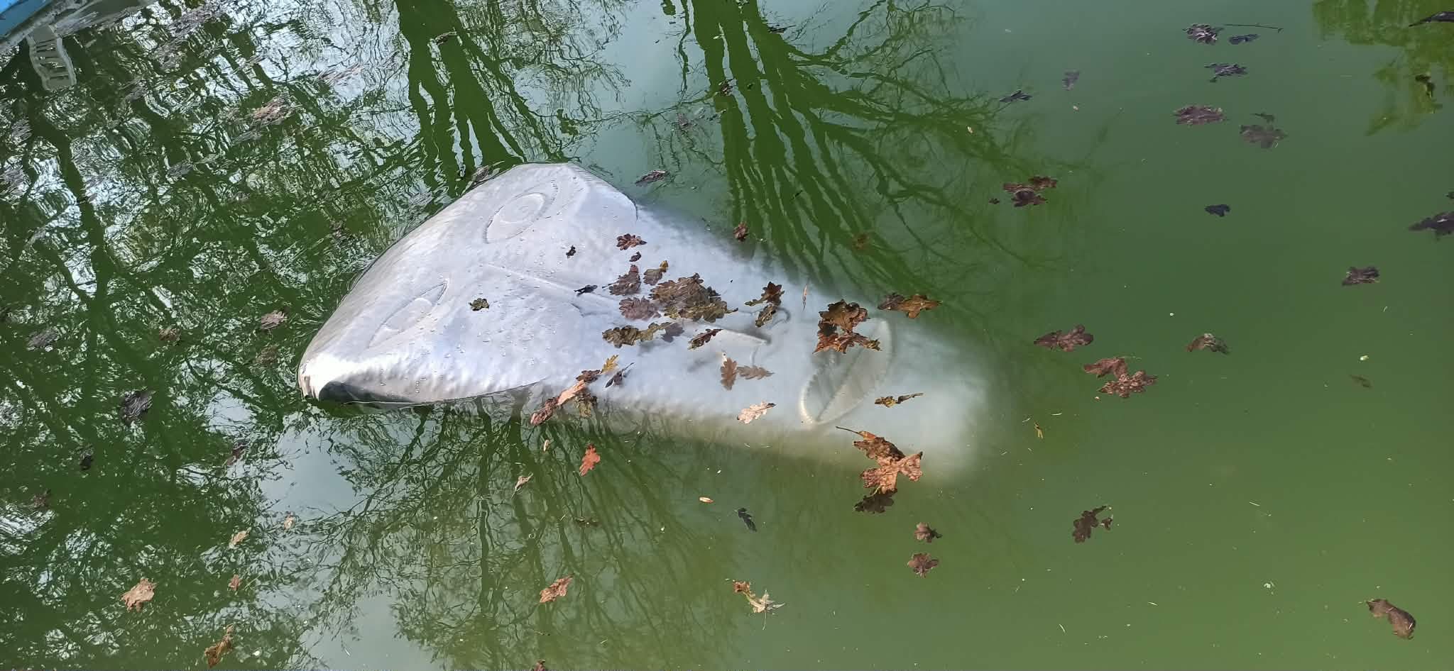 Volto scolpito in ferro nell’acqua, tra foglie e riflessi degli alberi